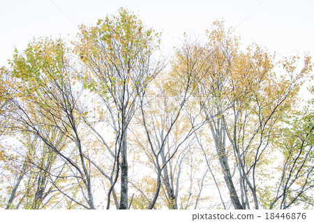 秋天的樹葉 秋天的樹葉 18446876