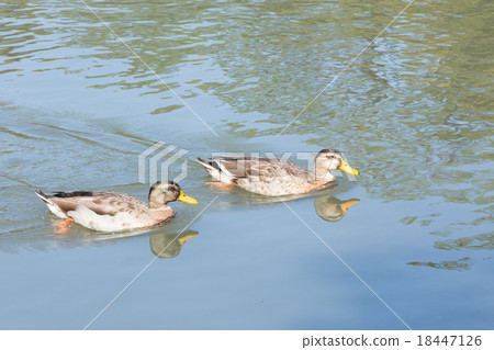 游泳鴨（鴨） 18447126
