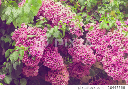 Fading bougainvillea 18447366