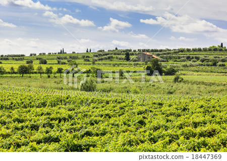 Green vineyard under blue sky 18447369
