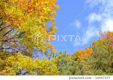Autumn leaves and blue sky 18447377