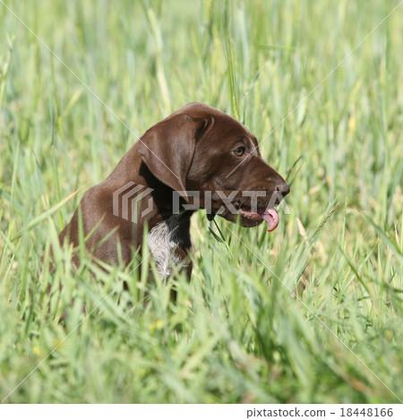 Beautiful puppy od German Shorthaired Pointer 18448166