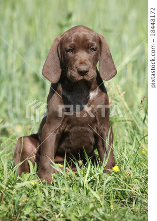 Beautiful puppy od German Shorthaired Pointer 18448172
