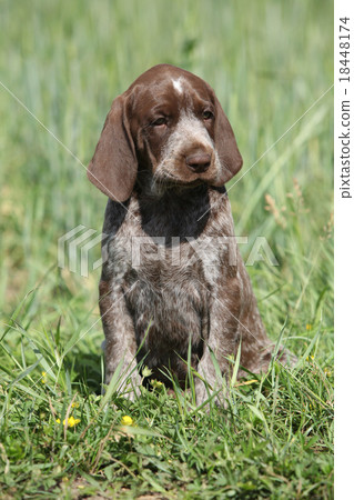 Beautiful puppy od German Shorthaired Pointer 18448174