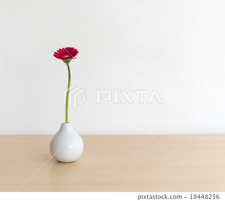 Gerbera 18448256