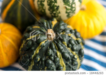 觀賞南瓜 18448283