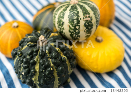 觀賞南瓜 18448293
