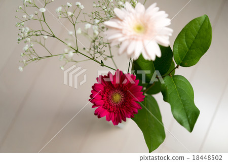 雛菊 18448502