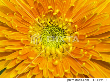 Gerbera 18449495