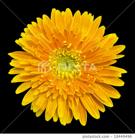 Gerbera 18449496