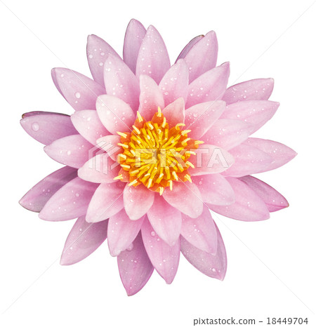 lotus lotus 18449704