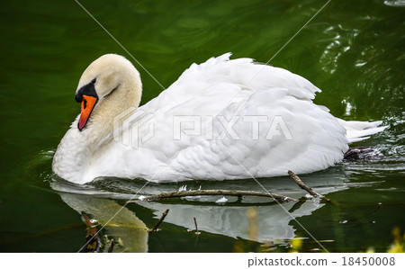 Mute swan (Cygnus olor). Close ups in his pond. Mute swan (Cygnus olor). Close ups in his pond. 18450008