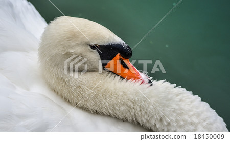 Mute swan (Cygnus olor). Close ups in his pond. Mute swan (Cygnus olor). Close ups in his pond. 18450009