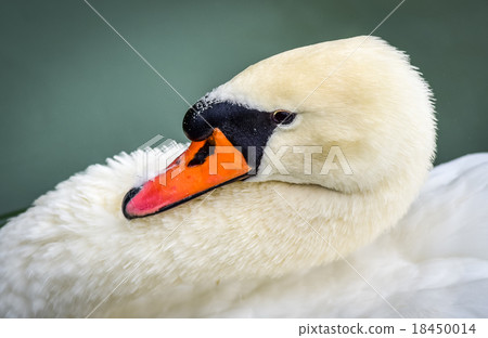 Mute swan (Cygnus olor). Close ups in his pond. Mute swan (Cygnus olor). Close ups in his pond. 18450014