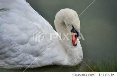 Mute swan (Cygnus olor). Close ups in his pond. Mute swan (Cygnus olor). Close ups in his pond. 18450016