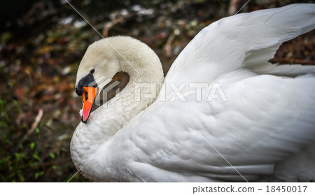 Mute swan (Cygnus olor). Close ups in his pond. Mute swan (Cygnus olor). Close ups in his pond. 18450017