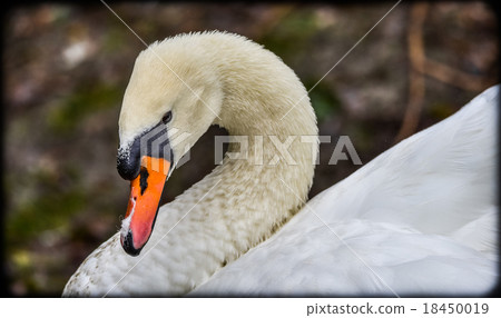 Mute swan (Cygnus olor). Close ups in his pond. Mute swan (Cygnus olor). Close ups in his pond. 18450019