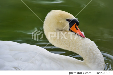 Mute swan (Cygnus olor). Close ups in his pond. Mute swan (Cygnus olor). Close ups in his pond. 18450028