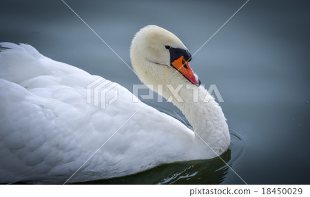 Mute swan (Cygnus olor). Close ups in his pond. Mute swan (Cygnus olor). Close ups in his pond. 18450029