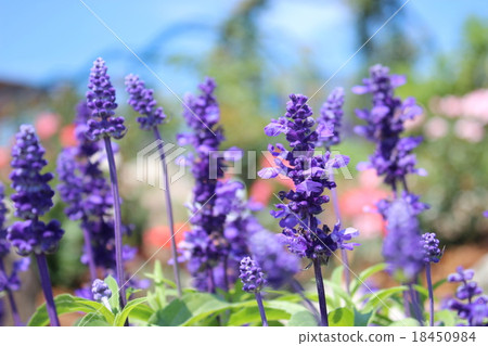 Blue salvia Blue salvia 18450984