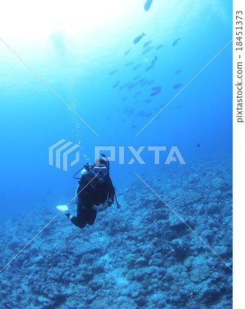 Diving scenery in the sea of Palau Diving scenery in the sea of Palau 18451373