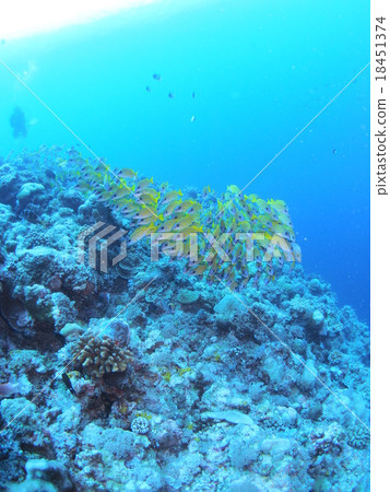 Yosugefudaii湧入帕勞海 Yosugefudaii湧入帕勞海 18451374