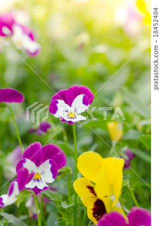 Field of colorful Pansy Flowers Field of colorful Pansy Flowers 18452404