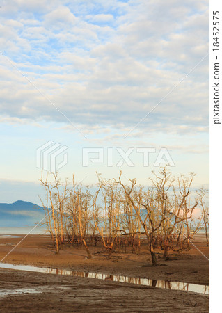 Dead trees in beach at low tide Dead trees in beach at low tide 18452575