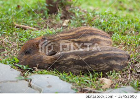 Baby wild boars sleeping on grass Baby wild boars sleeping on grass 18452600