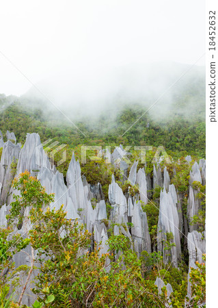 Limestone pinnacles at gunung mulu national park Limestone pinnacles at gunung mulu national park 18452632