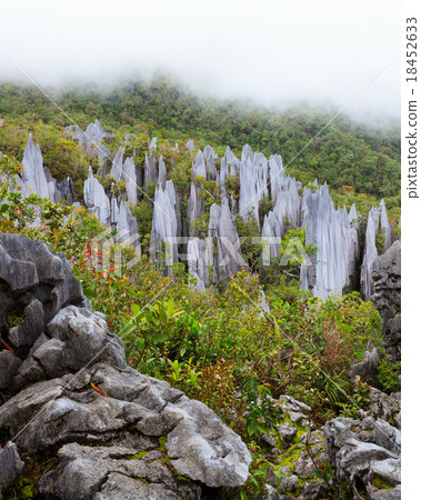 Limestone pinnacles at gunung mulu national park Limestone pinnacles at gunung mulu national park 18452633