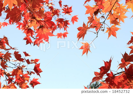 I look up at the autumn leaves 18452732