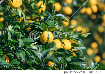 Yuzu vine - Stock Photo [18453173] - PIXTA