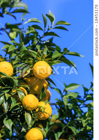 Yuzu vine Yuzu vine 18453178