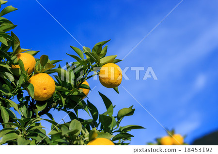 Yuzu vine Yuzu vine 18453192