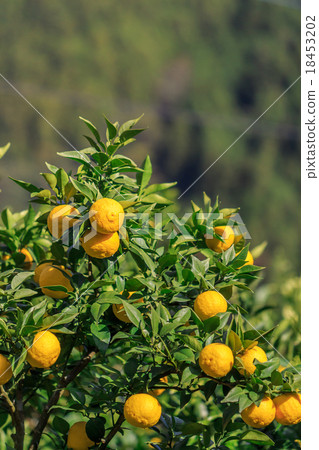 Yuzu vine Yuzu vine 18453202