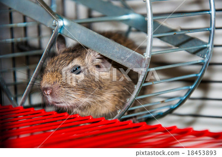 Degu species small South American rodents Degu species small South American rodents 18453893
