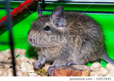 Degu species small South American rodents 18453895