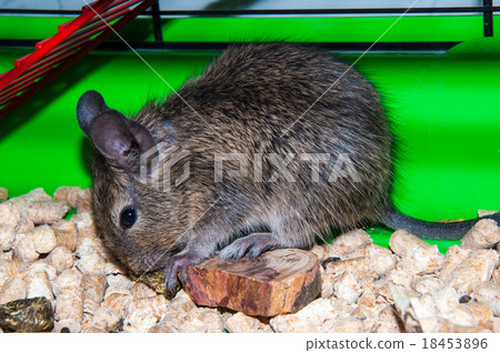 Degu species small South American rodents Degu species small South American rodents 18453896