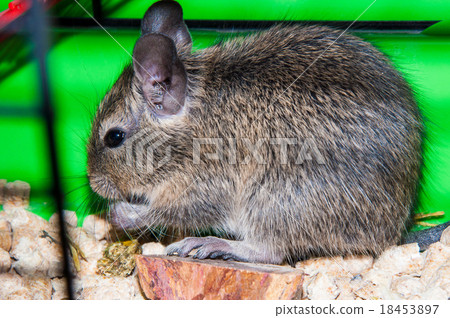 Degu species small South American rodents 18453897