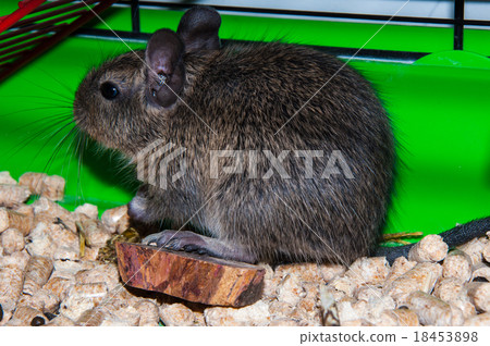 Degu species small South American rodents Degu species small South American rodents 18453898