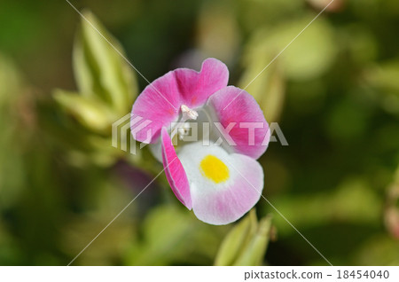 藍豬耳 藍豬耳 18454040