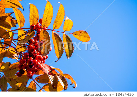 Nanakamado紅色水果 Nanakamado紅色水果 18454430