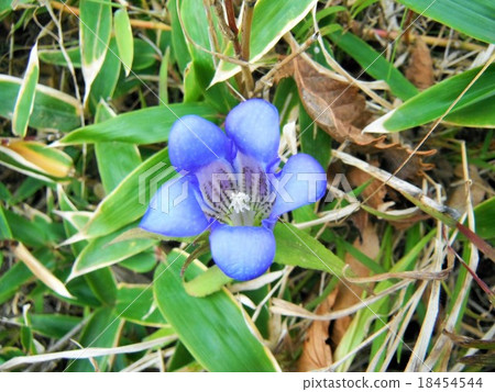 在Tanzawa山開花的龍膽 在Tanzawa山開花的龍膽 18454544