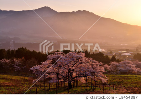 Cherry blossoms in Kumamoto 18454887