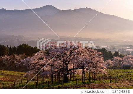 Cherry blossoms in Kumamoto 18454888
