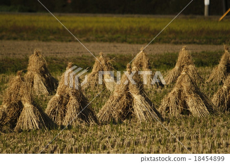 秸稈Bocci的 18454899