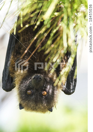 沖繩的飛狐 18455036