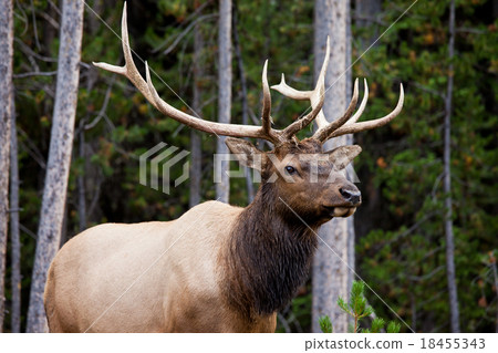 麋鹿 麋鹿 18455343