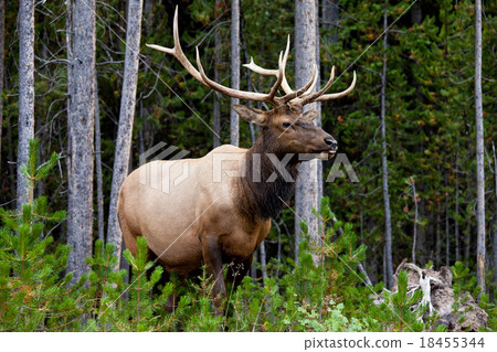 Elk Elk 18455344